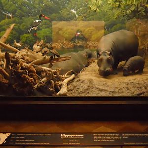 Hippopotamus, African Mammal Hall
