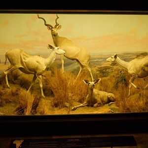 Greater Kudu, African Mammal Hall