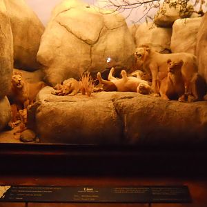 Lion Diorama, African Mammal Hall