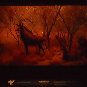 Sable Diorama, African Mammal Hall