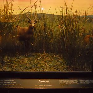 Sitatunga Diorama, African Mammal Hall