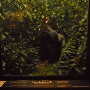Western Lowland Gorilla Diorama, African Mammal Hall