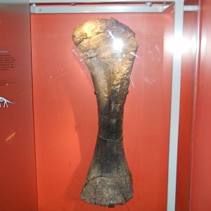 Brachiosaur arm