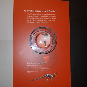 Fruitadens, smallest North American dinosaur.  Bones and info.
