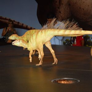 Fruitadens, smallest North American dinosaur.  Life-sized model.