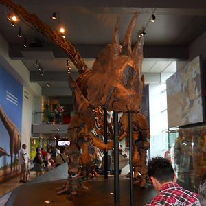 New Dinosaur Hall, Opened July 2011.