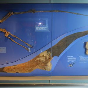 The largest flying animal that ever lived