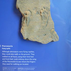Pteranodon footprint and handprint