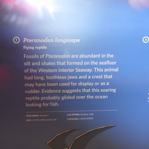 More pteranodon info