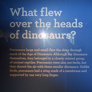 Pteranodons explained