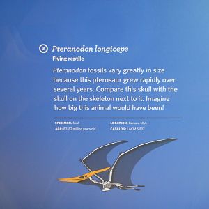 Pteranodon info