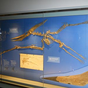 Pteranodons