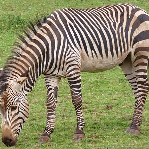 Hartmann's Mountain Zebra