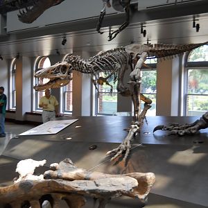 Two year old Tyrannosaurus rex (yes, it is real)