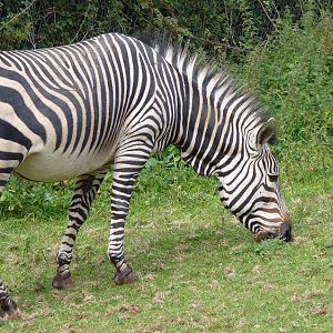 Hartmann's Mountain Zebra