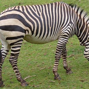 Hartmann's Mountain Zebra