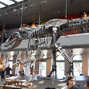 Adult, teenage, and juvenile T. rexs