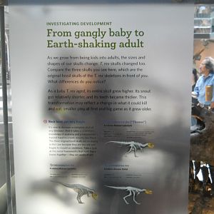 More T. rex growth explained than you may want