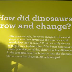 T. rex growth explained some more