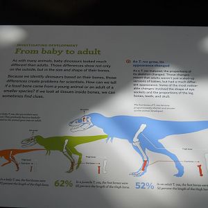 T. rex growth explained
