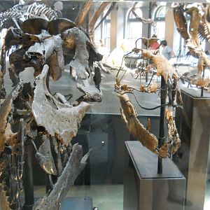 T. rex growth series skulls