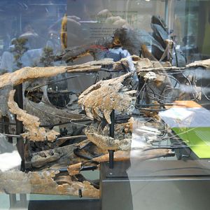 T. rex skulls, New Dinosaur Hall.