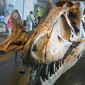 T. rex and Hadrosaur, New Dinosaur Hall.