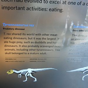 T. Rex skull info, New Dinosaur Hall