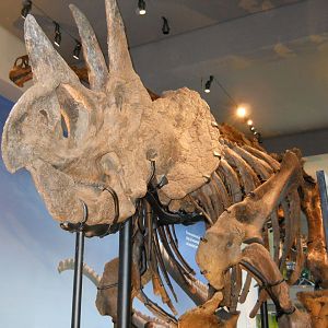 Triceratops, New Dinosaur Hall.