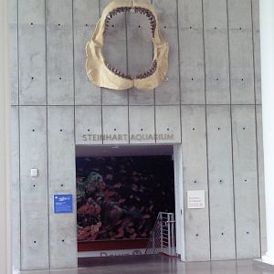 Steinhart Aquarium Entrance