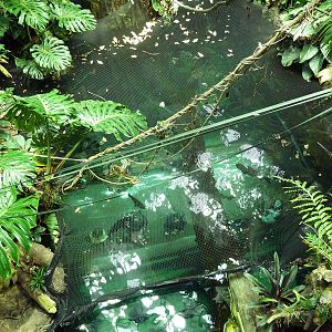 Osher Rainforest - Underwater Tunnel