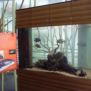 Osher Rainforest - Freshwater Fishes Of Madagascar