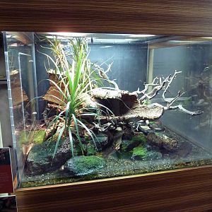 Osher Rainforest - Madagascar Tree Boa/Painted Mantella Exhibit