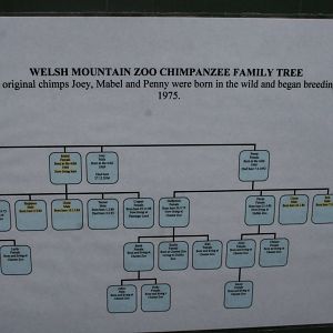 Chimpanzee family tree