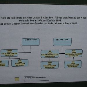 Chimpanzee family tree