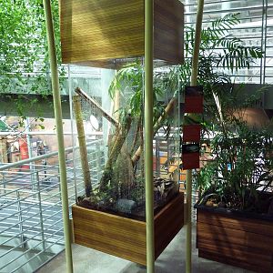 Osher Rainforest - Madagascar Exhibit (3 Species)