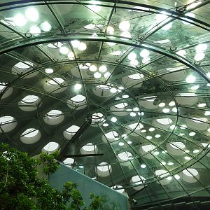 Osher Rainforest - Roof