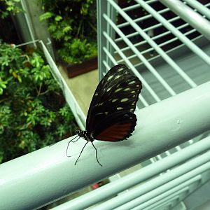 Osher Rainforest - Butterfly