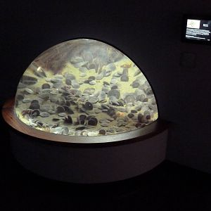 Sand Dollar Exhibit