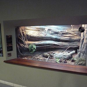 Eastern Diamondback Rattlesnake Exhibit