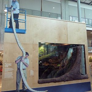 Reticulated Python Exhibit