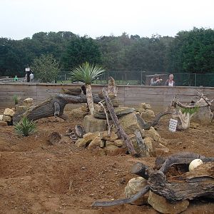 Meerkat and Yellow Mongoose Enclosure - 04/09/2011