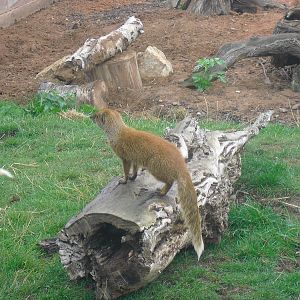 Yellow Mongoose - 04/09/2011