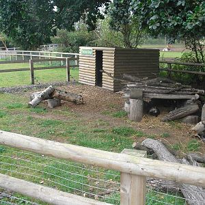 Raccoon Dogs Enclosure - 04/09/2011