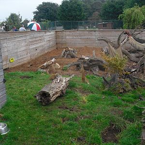 Meerkat and Yellow Mongoose Enclosure - 04/09/2011