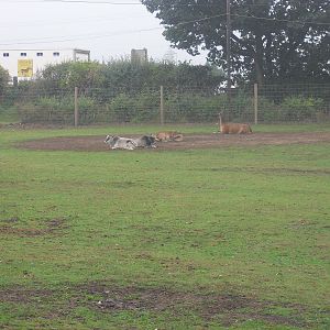 Zebu, Red Deer and Llama - 04/09/2011