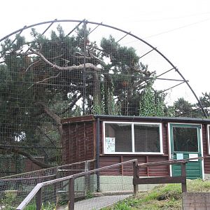 Snow leopard enclosure
