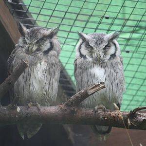White-faced scops owl