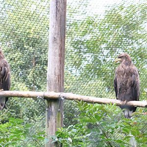 White-tailed sea eagles