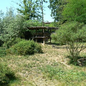Safari lodge - African hunting dogs enclosure